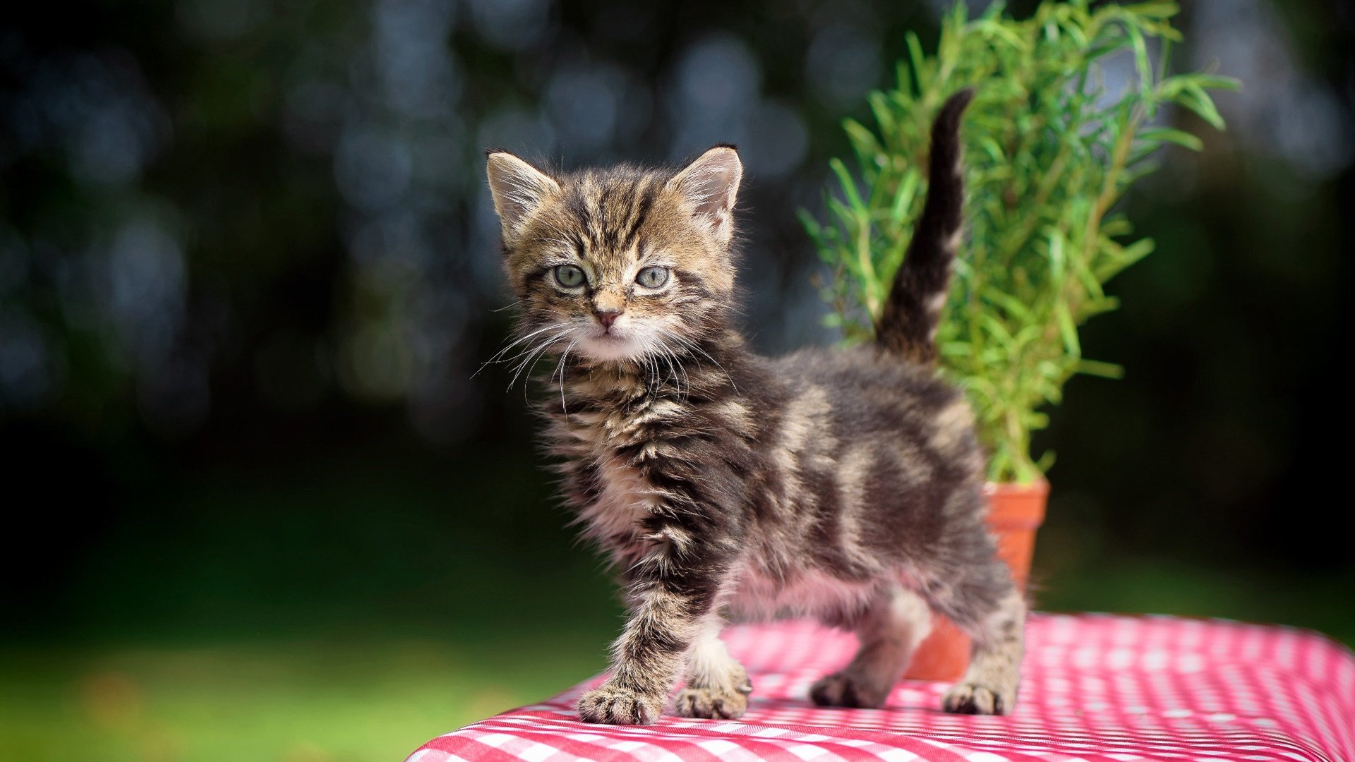 东契奇对阵旧主篮网？一场本不存在的宿命对决