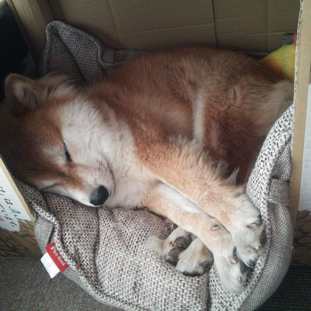 开云体育平台APP-非洲猎豹对决欧洲铁壁，萨拉赫一箭穿心，几内亚力克皇家社会震撼足坛