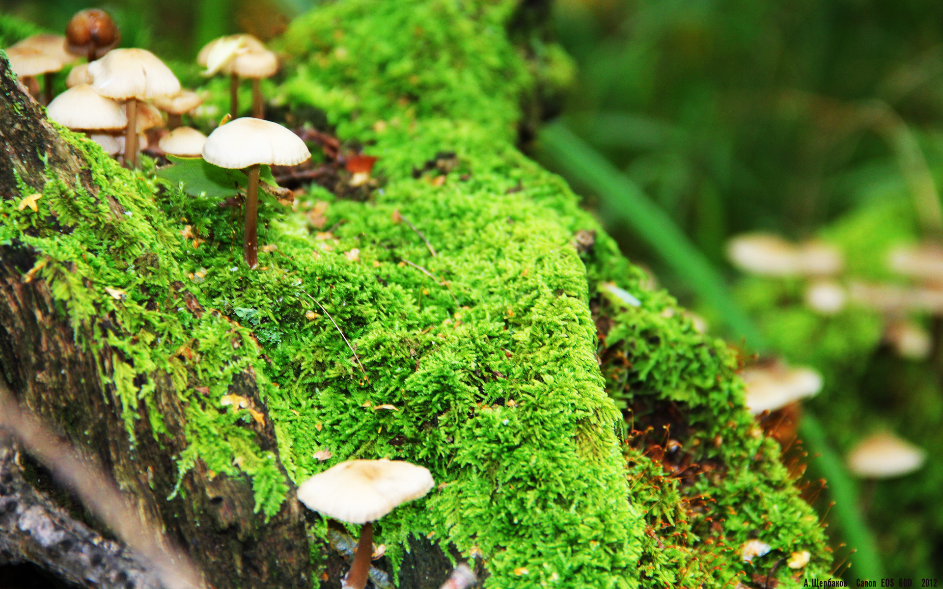 东契奇奏响胜利狂想曲,节奏魔法撕裂步行者防线