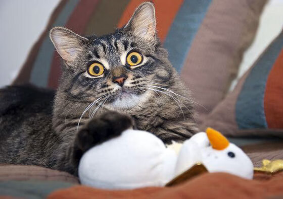 当星光成为背景板，贝恩如何让杜兰特和布克的73分成为自己最闪亮的注脚