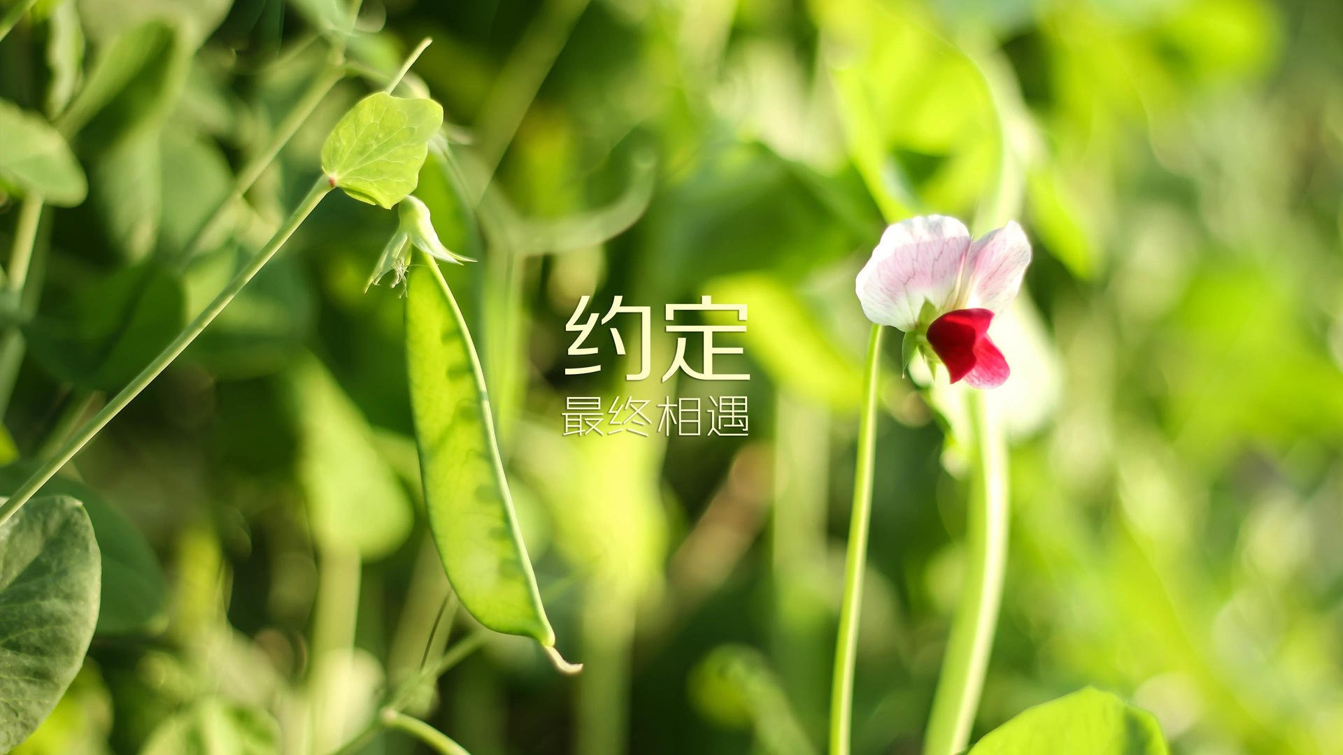 开云体育官网-提前终结悬念！国王与勇士彻底决裂，新王班凯罗扛起整个奥兰多